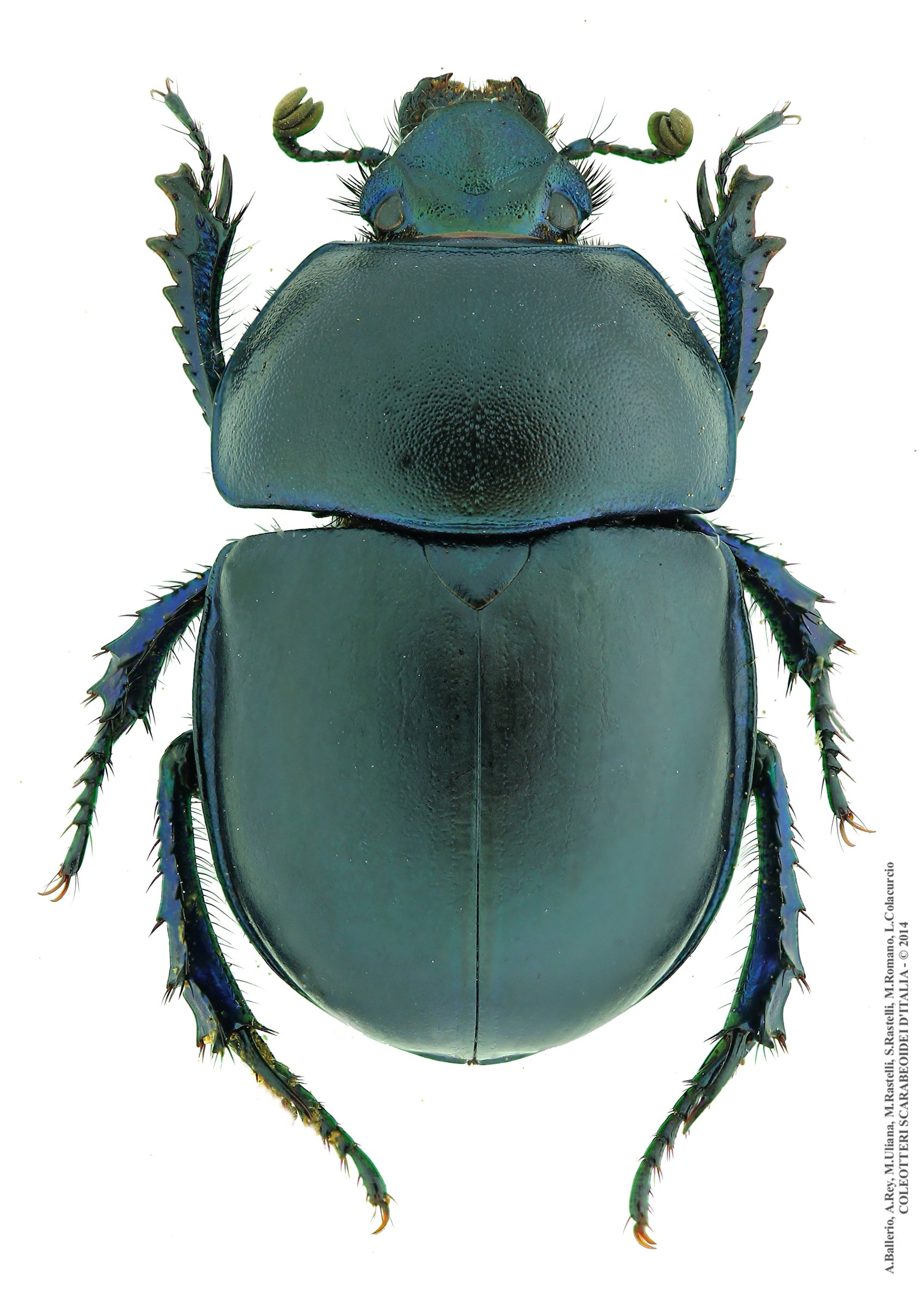 Trypocopris vernalis fauveli, maschio
